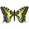 avki-ru-0008-avatar-babochka-old-world-swallowtail.gif