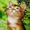 avki-ru-0020-animals-cats.jpg