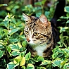 avki-ru-0040-animals-cats.jpg