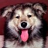 avki-ru-0016-animals-dogs.jpg